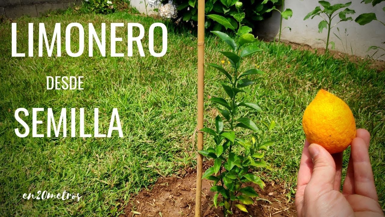 Guía completa: Cómo plantar un limonero desde la semilla paso a paso