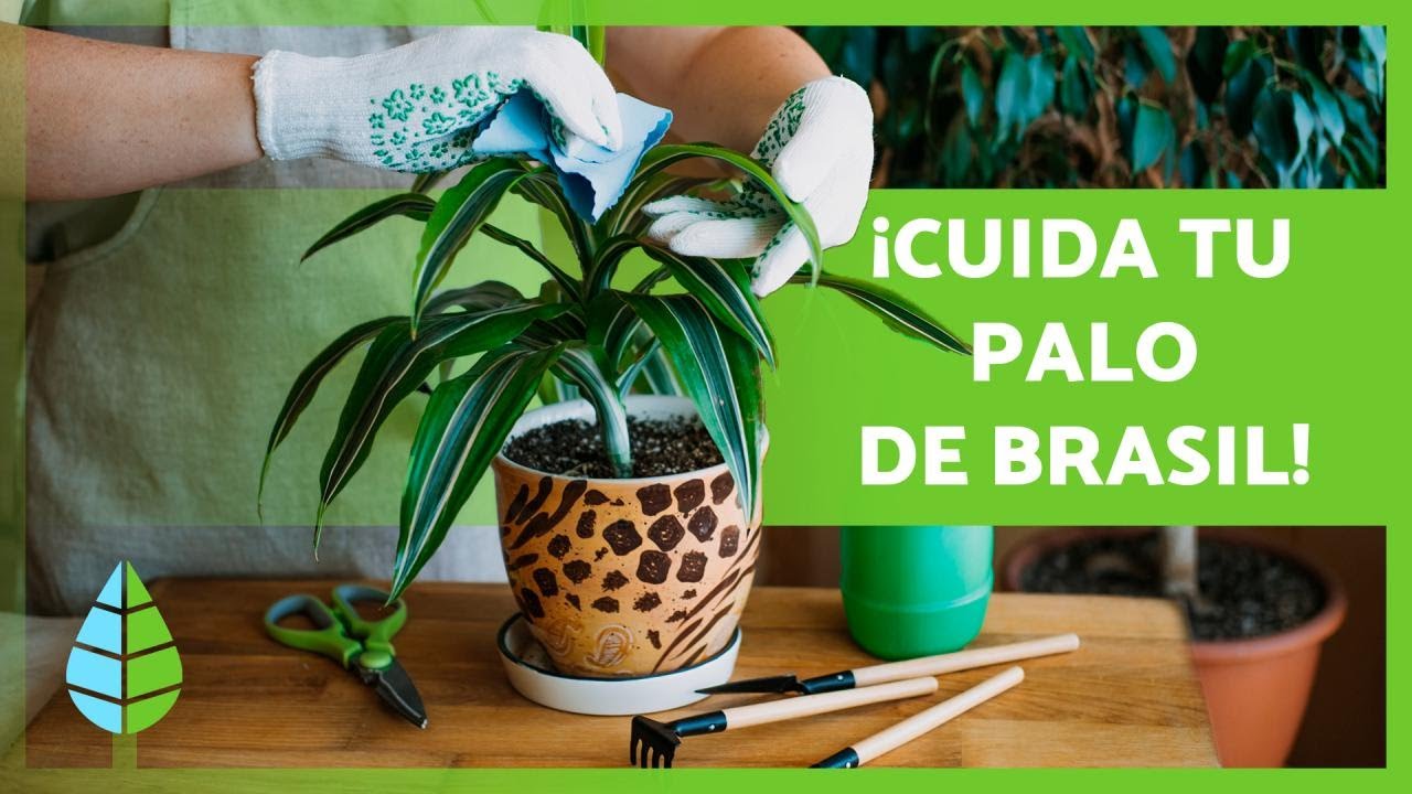 Guía completa: Cómo plantar un palo de agua en una maceta paso a paso