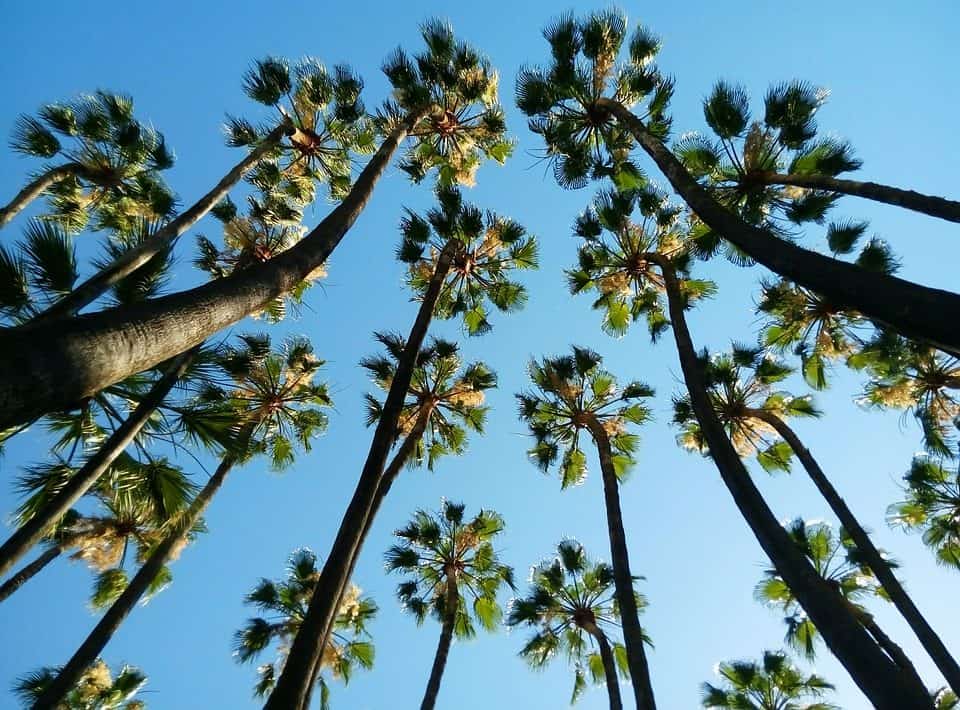 Guía completa: Cómo plantar una palmera paso a paso