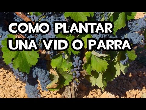 Guía completa: Cómo plantar una parra y disfrutar de una abundante cosecha