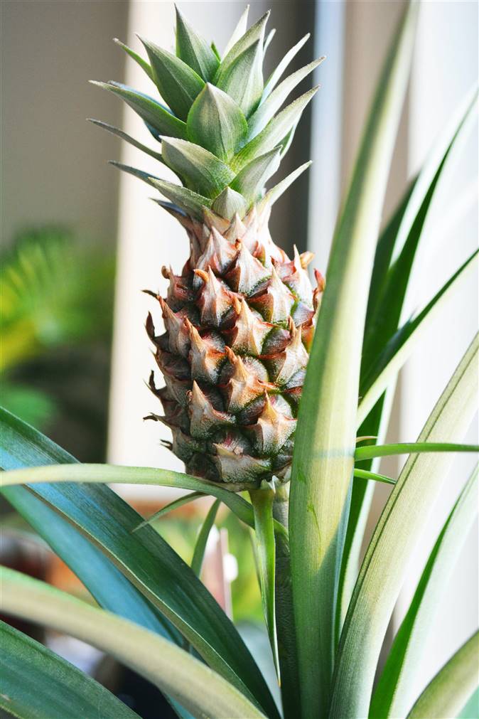 Guía completa: Cómo plantar una piña en maceta en casa y disfrutar de tus propias frutas