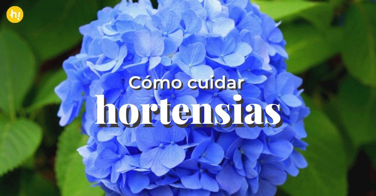 Guía completa: Cómo plantar y cuidar hortensias en tu jardín