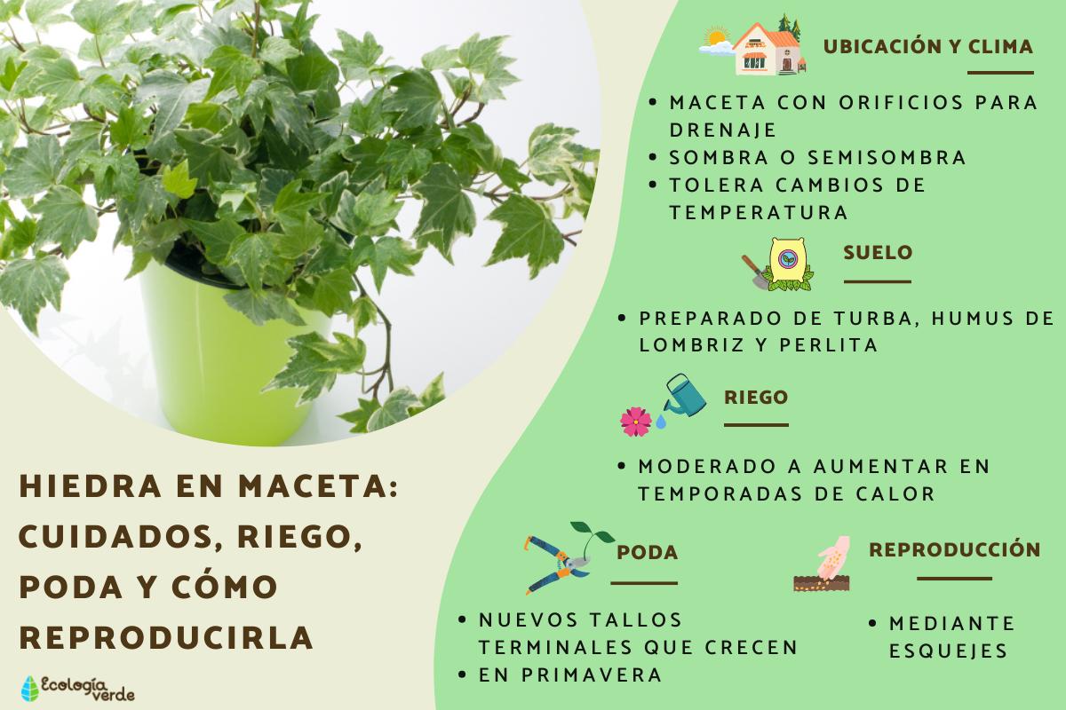 Guía completa: Cómo plantar y cuidar la hiedra en tu jardín