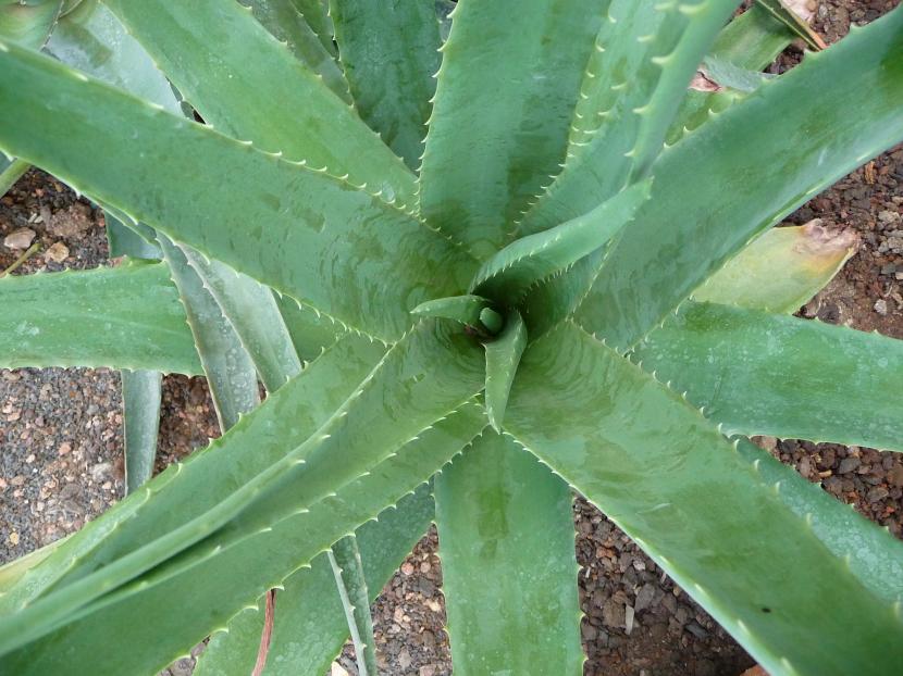 Guía Completa Cómo Podar Adecuadamente Tu Planta De Aloe Vera 7924