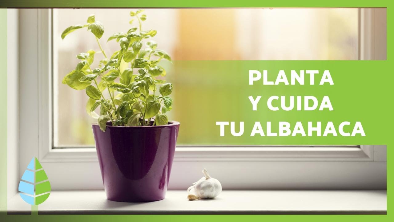 Guía completa: Cómo podar albahaca para un crecimiento saludable y abundante