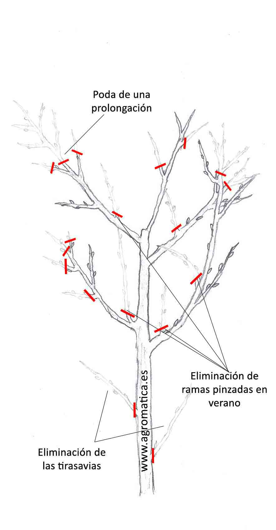 Guía completa: Cómo podar almendros para un crecimiento saludable y una abundante cosecha