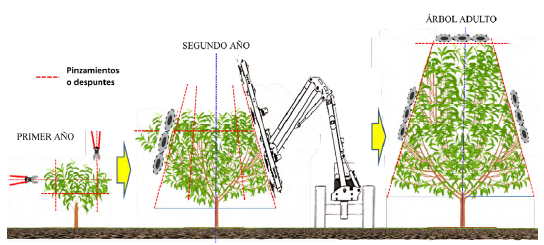 Guía completa: cómo podar correctamente el avellano para obtener una cosecha abundante