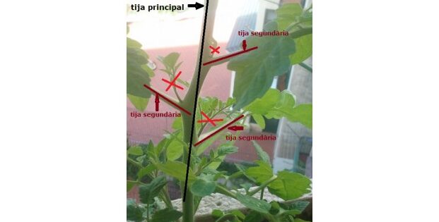 Guía completa: Cómo podar correctamente las tomateras para obtener una cosecha abundante