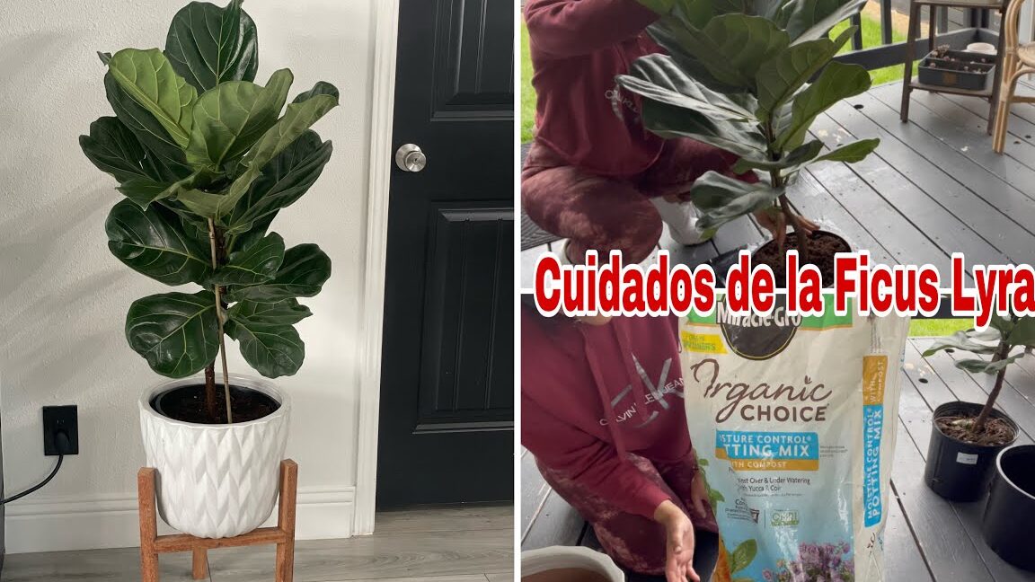 Guía completa: Cómo podar correctamente un ficus para un crecimiento saludable