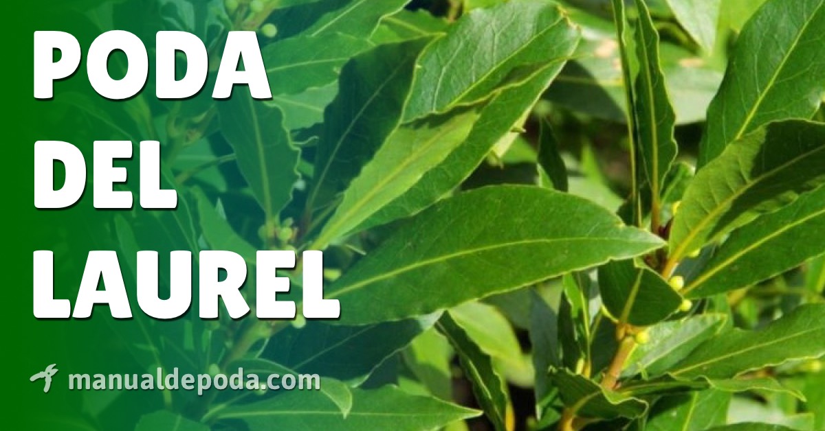 Guía completa: Cómo podar correctamente un laurel enfermo y revitalizarlo