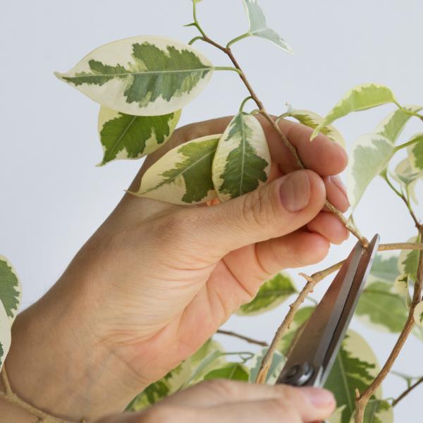 Guía completa: Cómo podar eficientemente un ficus grande para su mejor cuidado