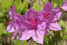 Guía completa: cómo podar la azalea para un crecimiento saludable