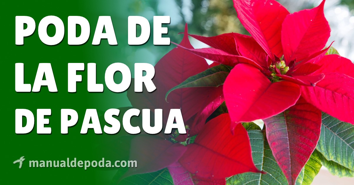 Guía completa: Cómo podar la flor de pascua correctamente y favorecer su crecimiento