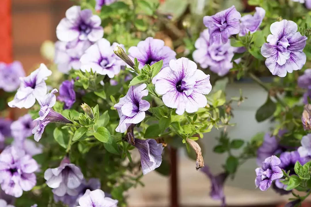 Guía completa: Cómo podar las petunias y mantenerlas hermosas durante todo el año