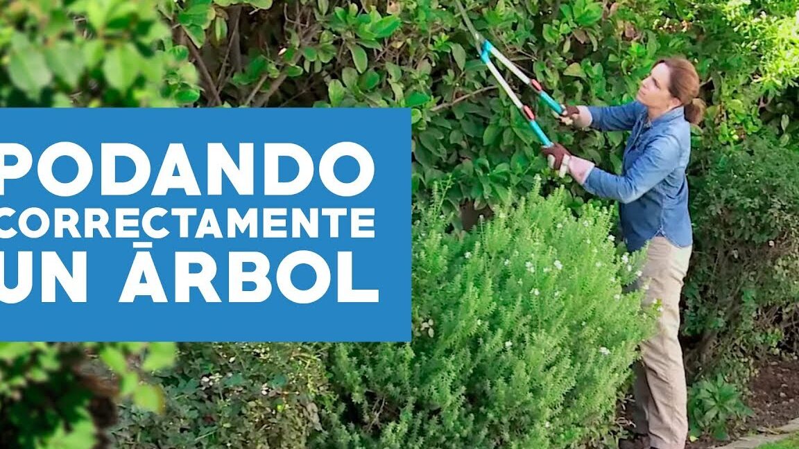 Guía completa: Cómo podar las plantas para un crecimiento saludable