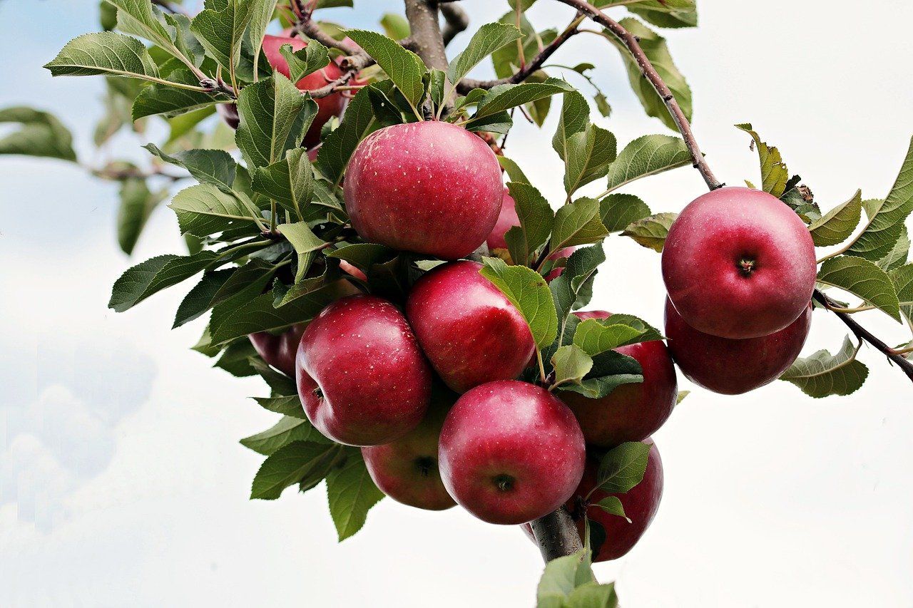 Guía completa: Cómo podar los manzanos para maximizar su producción