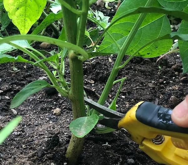 Guía completa: Cómo podar los pimientos de manera correcta para aumentar su rendimiento