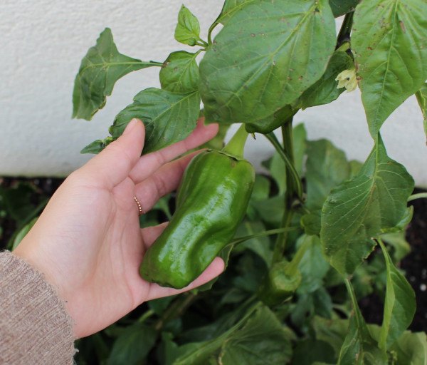 Guía completa: Cómo podar los pimientos para una mejor cosecha