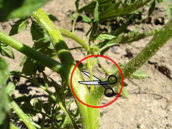 Guía completa: Cómo podar los tomates para obtener una cosecha abundante