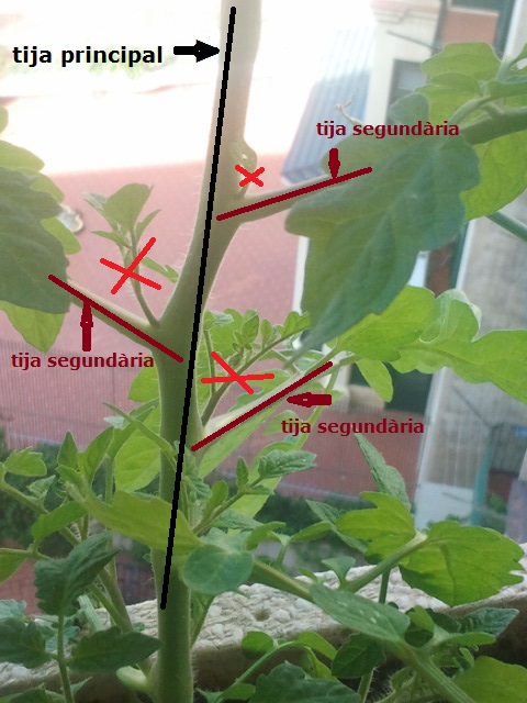 Guía completa: Cómo podar tomateras para controlar su crecimiento