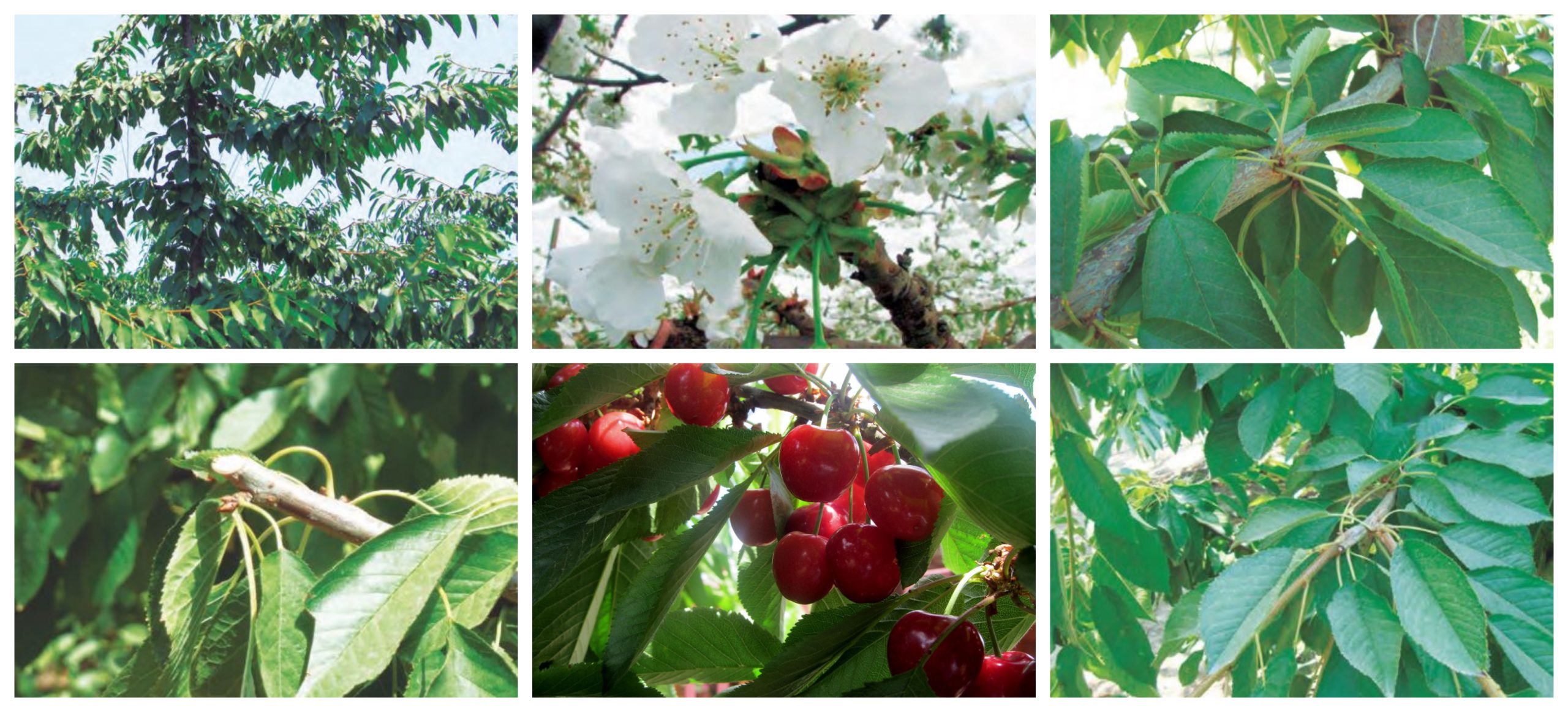 Guía completa: Cómo podar tu cerezo correctamente para maximizar la producción de frutas