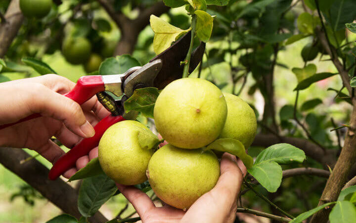 Guía completa: Cómo podar un aguacatero y promover su crecimiento saludable