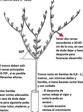 Guía completa: Cómo podar un almendro para potenciar su crecimiento y producción