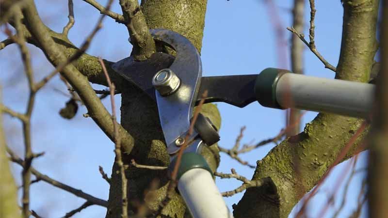 Guía completa: Cómo podar un árbol de ciruelo paso a paso