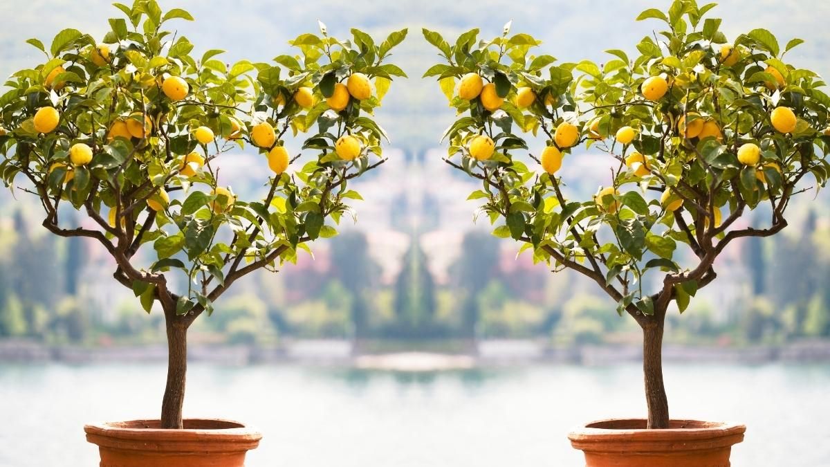 Guía completa: Cómo podar un limonero joven en maceta para obtener frutos saludables