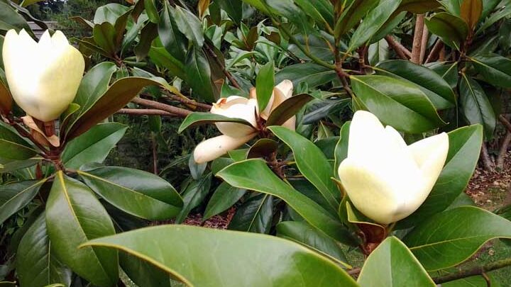 Guía completa: Cómo podar un magnolio correctamente para su salud y belleza