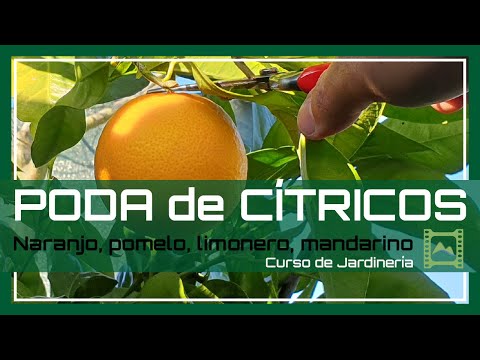 Guía completa: Cómo podar un naranjo para un crecimiento saludable y una fructificación abundante