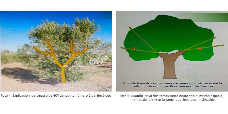 Guía completa: Cómo podar una olivera adecuadamente para un óptimo crecimiento y producción