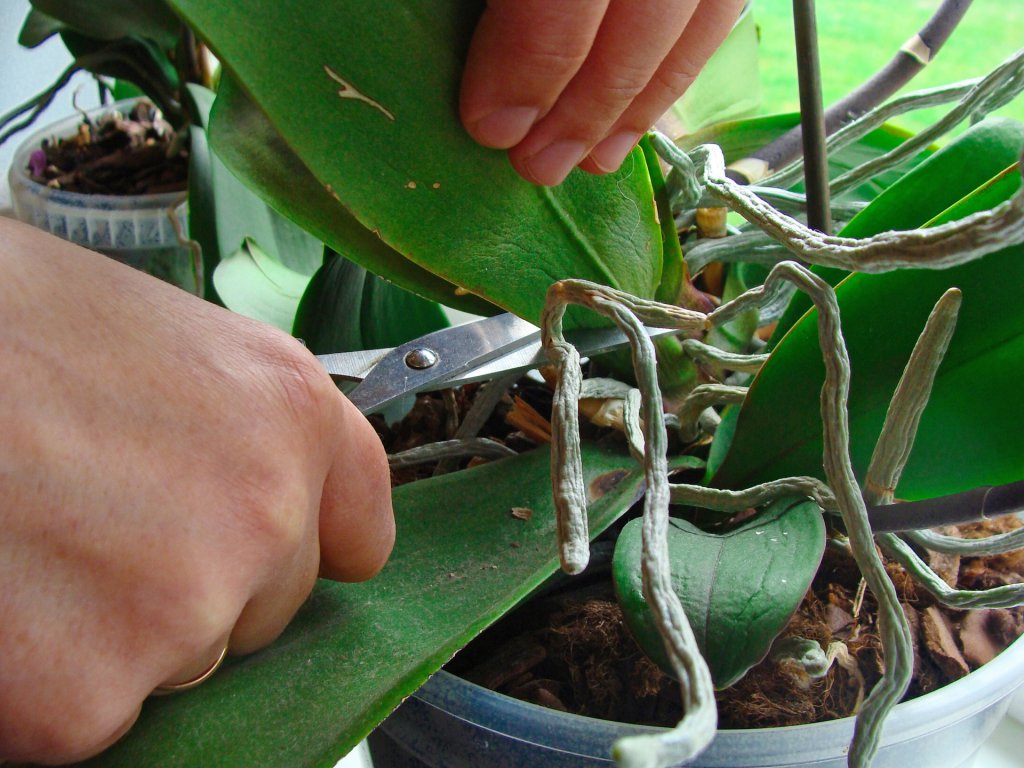 Guía completa: Cómo podar una orquídea paso a paso para un crecimiento óptimo