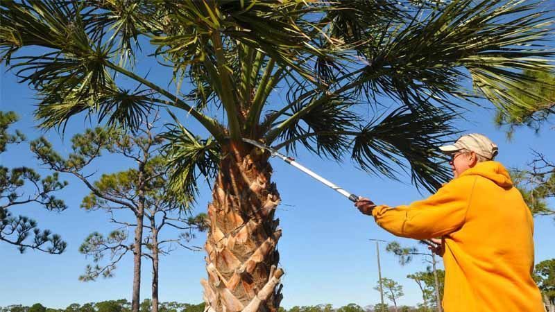 Guía completa: Cómo podar una palmera de forma correcta y segura