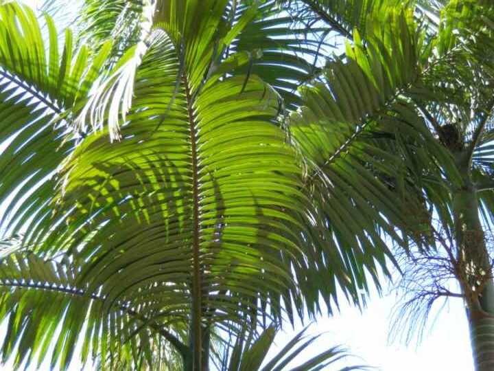 Guía completa: Cómo podar una palmera para controlar su altura de forma efectiva