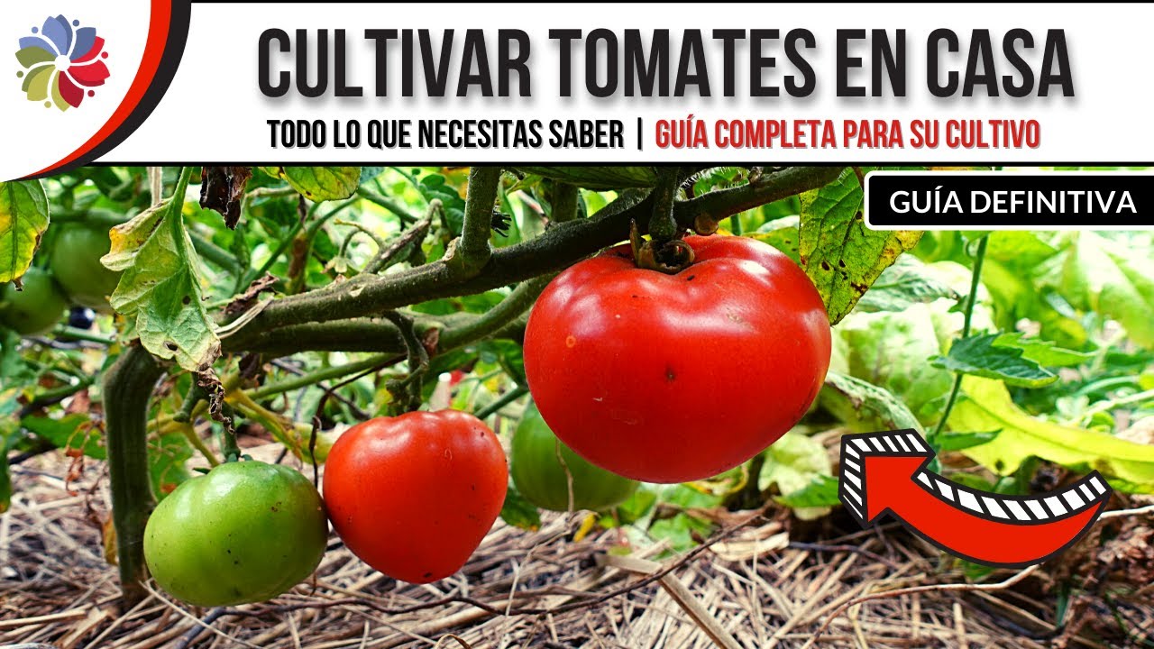 Guía completa: Cómo preparar la tierra para sembrar tomates con éxito