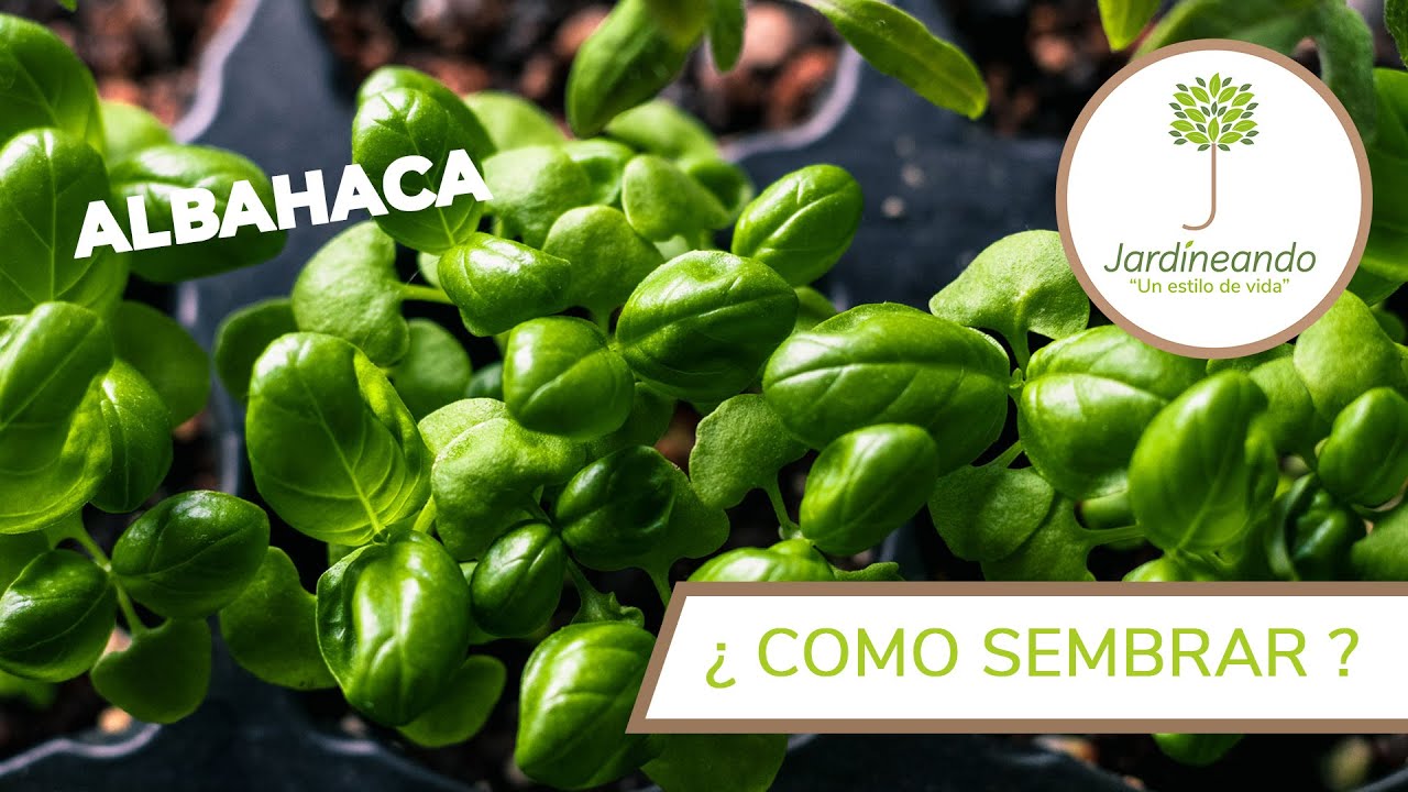 Guía completa: Cómo sembrar albahaca y disfrutar de su aroma y sabor en casa