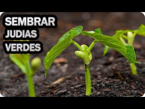 Guía completa: Cómo sembrar alubias en tu huerto casero paso a paso