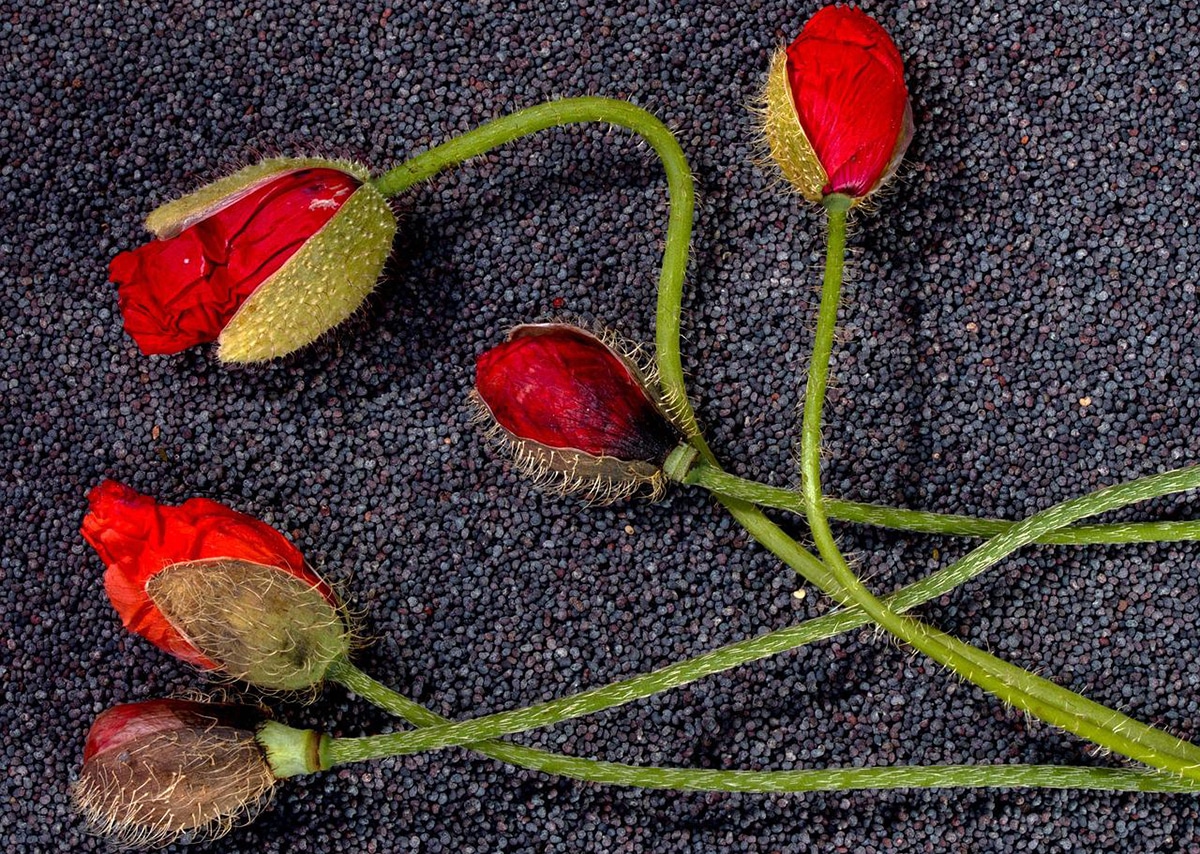 Guía completa: Cómo sembrar amapolas en tu jardín paso a paso