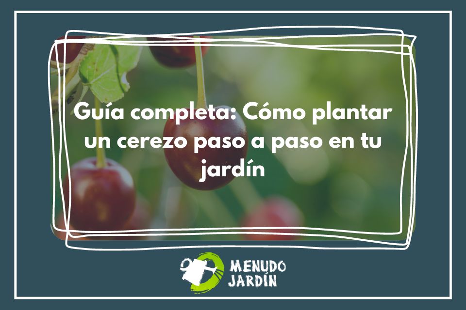 Guía completa: Cómo sembrar cerezos y disfrutar de su deliciosa fruta en casa