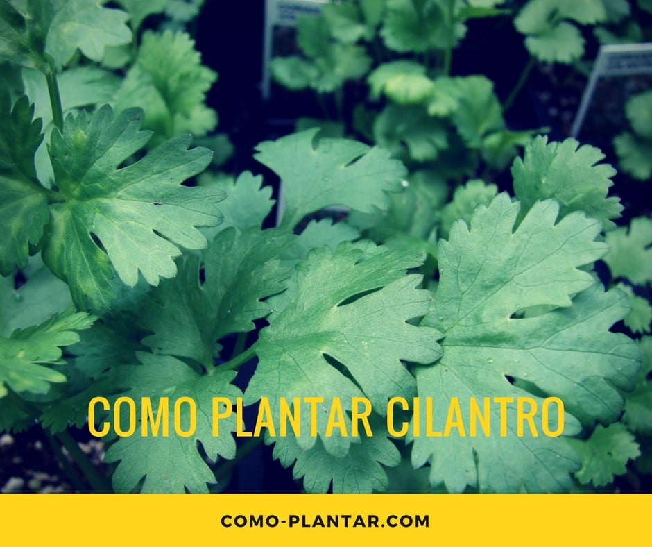 Guía completa: Cómo sembrar cilantro paso a paso para obtener una cosecha abundante