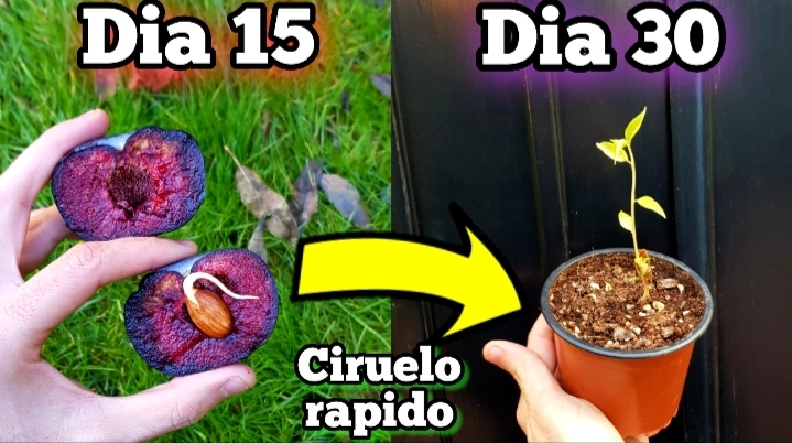 Guía completa: Cómo sembrar ciruela y disfrutar de una cosecha fructífera