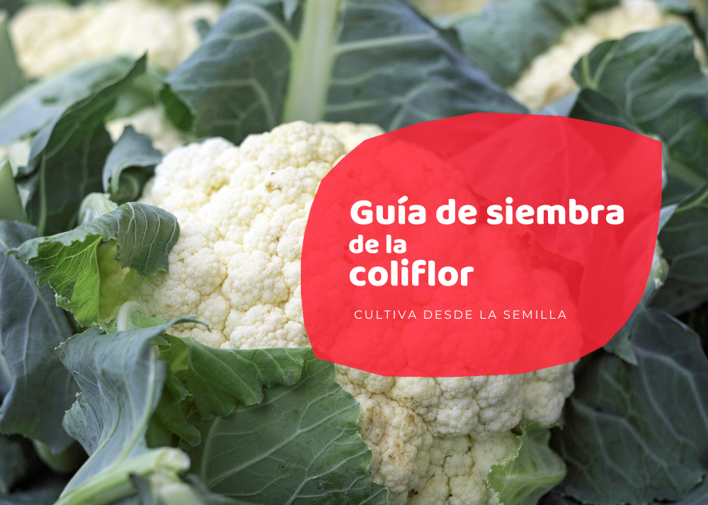 Guía completa: Cómo sembrar coliflor con éxito en tu huerto