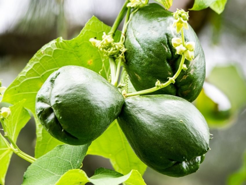 Guía completa: Cómo sembrar el chayote en tu huerto casero de forma exitosa