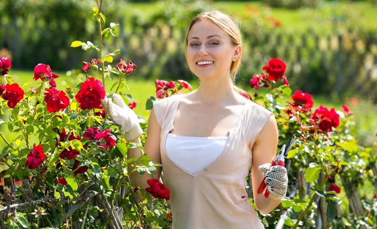 Guía Completa Cómo Sembrar Esquejes De Rosal Y Lograr Hermosas Flores En Tu Jardín 8293