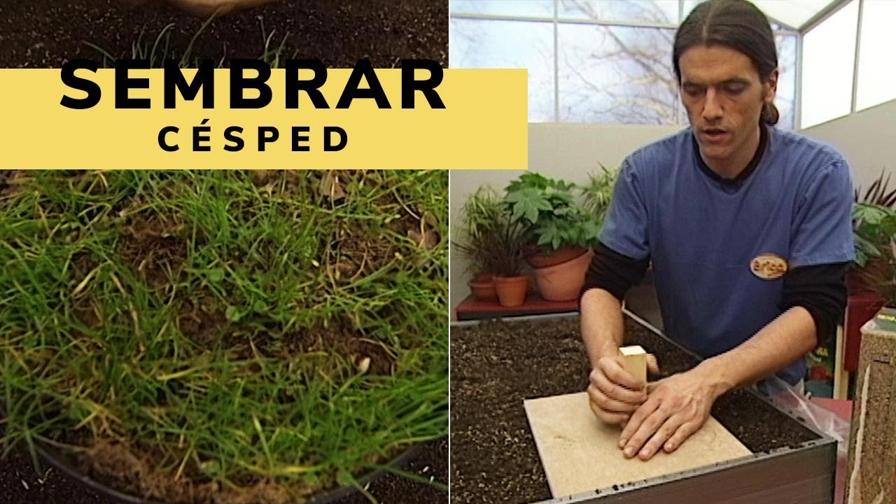 Guía completa: Cómo sembrar grama en tu jardín paso a paso