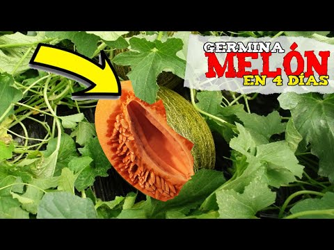 Guía completa: Cómo sembrar la semilla de melón y obtener una cosecha exitosa