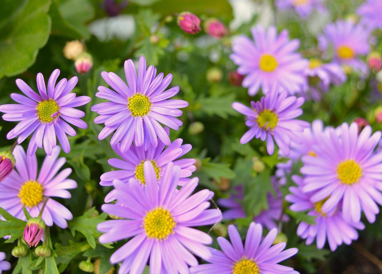 Guía completa: Cómo sembrar margaritas en tu jardín y disfrutar de hermosas flores