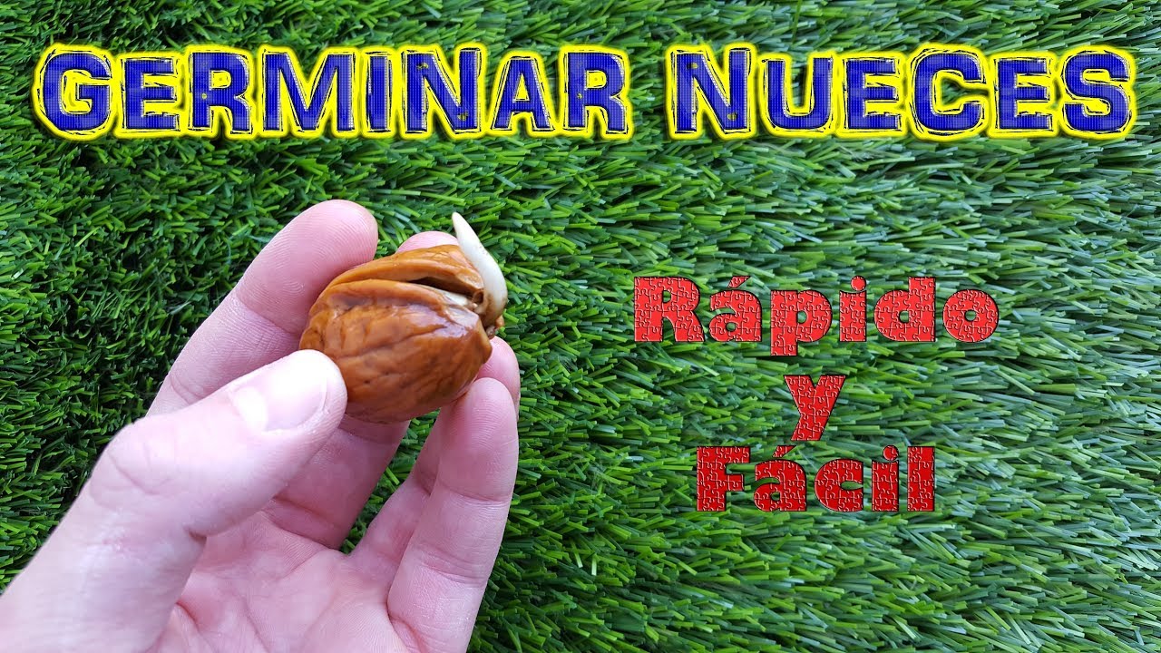 Guía completa: Cómo sembrar nueces y asegurar una cosecha exitosa