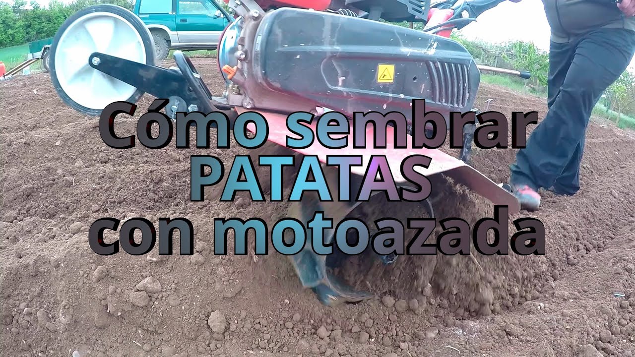 Guía completa: Cómo sembrar patatas utilizando una motoazada de manera eficiente